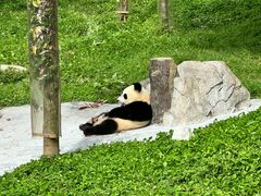 -卧龙中华大熊猫苑神树坪基地