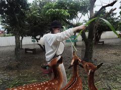 -鹿境梅花鹿生态园区