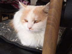 -平行世界·猫咖(首经贸店)