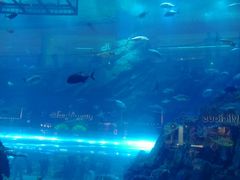 -迪拜水族馆及水下动物园