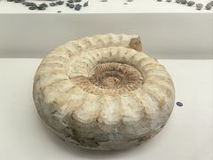 -青岛贝壳博物馆