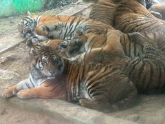 -栾川竹海野生动物园