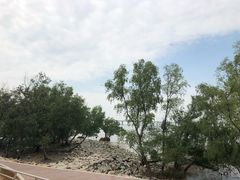 -宝安西湾红树林湿地公园