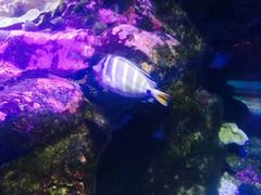 -悉尼海洋生物水族馆