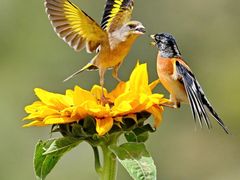 -光明小镇欢乐田园