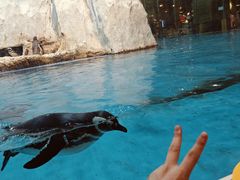 -帝企鹅自助餐厅•儿童岛•真企鹅(长隆企鹅酒店)