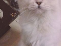 -猫大福·Fortune Cat猫舍(百子湾店)
