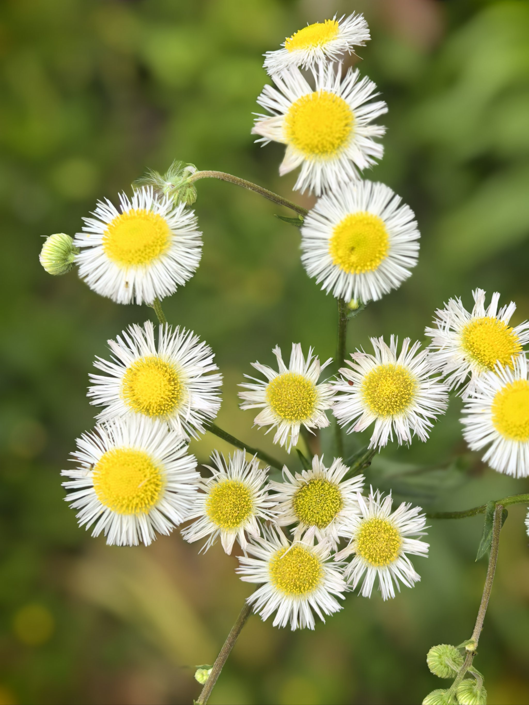 小雏菊通透肌修图封神教程🌼✨