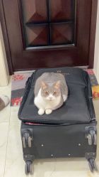 -玛瑞莎孕婴童摄影到家拍