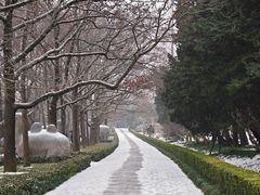 -梅花山(明孝陵内)