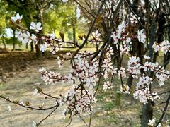 -苏州上方山国家森林公园