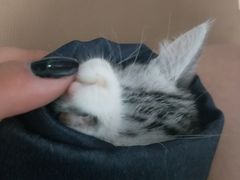 -喵zoo家庭繁育猫舍(尖东智能花园店)