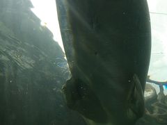 -悉尼海洋生物水族馆