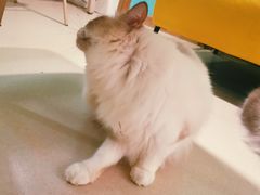 -猫在这儿猫咪咖啡馆·撸猫馆