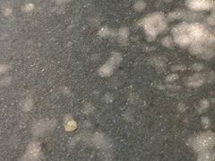 -亚马逊海鲜自助(梅溪湖步步高店)