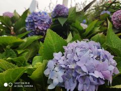 -重庆市江北嘴中央商务区中央公园