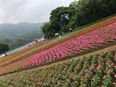 -广州市石门国家森林公园