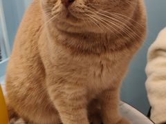 -遇见羊驼·奶狗咖·布偶猫咖·法斗柯基柴犬阿拉斯加(春熙路太古里IFS店)