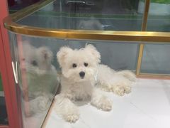 -FAELING PETS美天灵宠物(合生汇店)