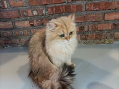 -豆逗聊愈猫阁Easy Life