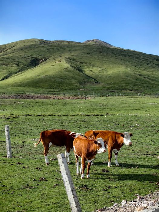 祁连山草原图片