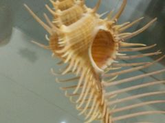 android_upload_pic-青岛贝壳博物馆