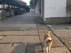 -乌镇东栅景区