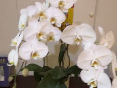 -明湖楼·经典鲁菜山东海鲜(大明湖店)