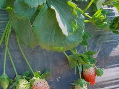 -任达丞国农庄(任达山庄店)