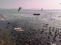-深圳湾公园(南山区)