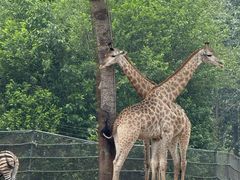 -大连森林动物园