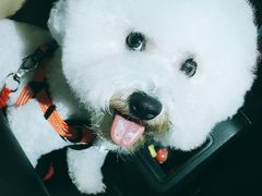 -八公叔叔宠物美容连锁(春申店)