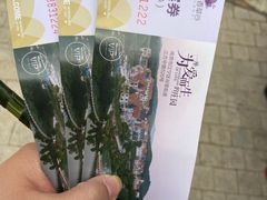 -大塘金香草谷
