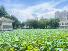 -荔湾湖公园