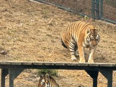 -大连森林动物园