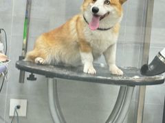 -宠福鑫康馨动物医院·骨科·眼科