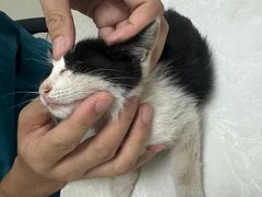 -中农国际动物医院24小时·猫科·骨科·急重症中心