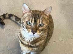 -飞行喵MR PILOT|猫舍·猫咖(静安大融城店)
