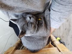 -海边的猫和咖啡馆