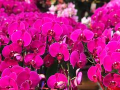 -秦美花卉(天朗·莱茵小城2期店)