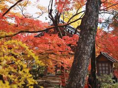 -常寂光寺