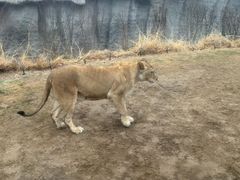 -北京野生动物园