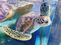 -合肥海洋世界