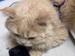 -瑞鹏宠物医院·普外科·影像科·皮肤科(城市山谷分院)