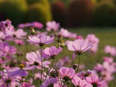 -花开海上生态园