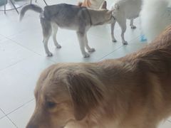 -怪兽屋·羊驼·猫咖·狗咖(俊华广场店)