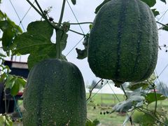 -中国天府农业博览园