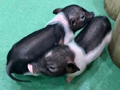 -藦茜花园宠物主题亲子互动体验馆(国顺东路店)