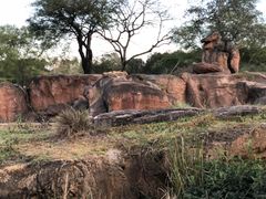 -奥兰多迪士尼动物王国乐园