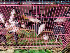 -桂林市花鸟市场